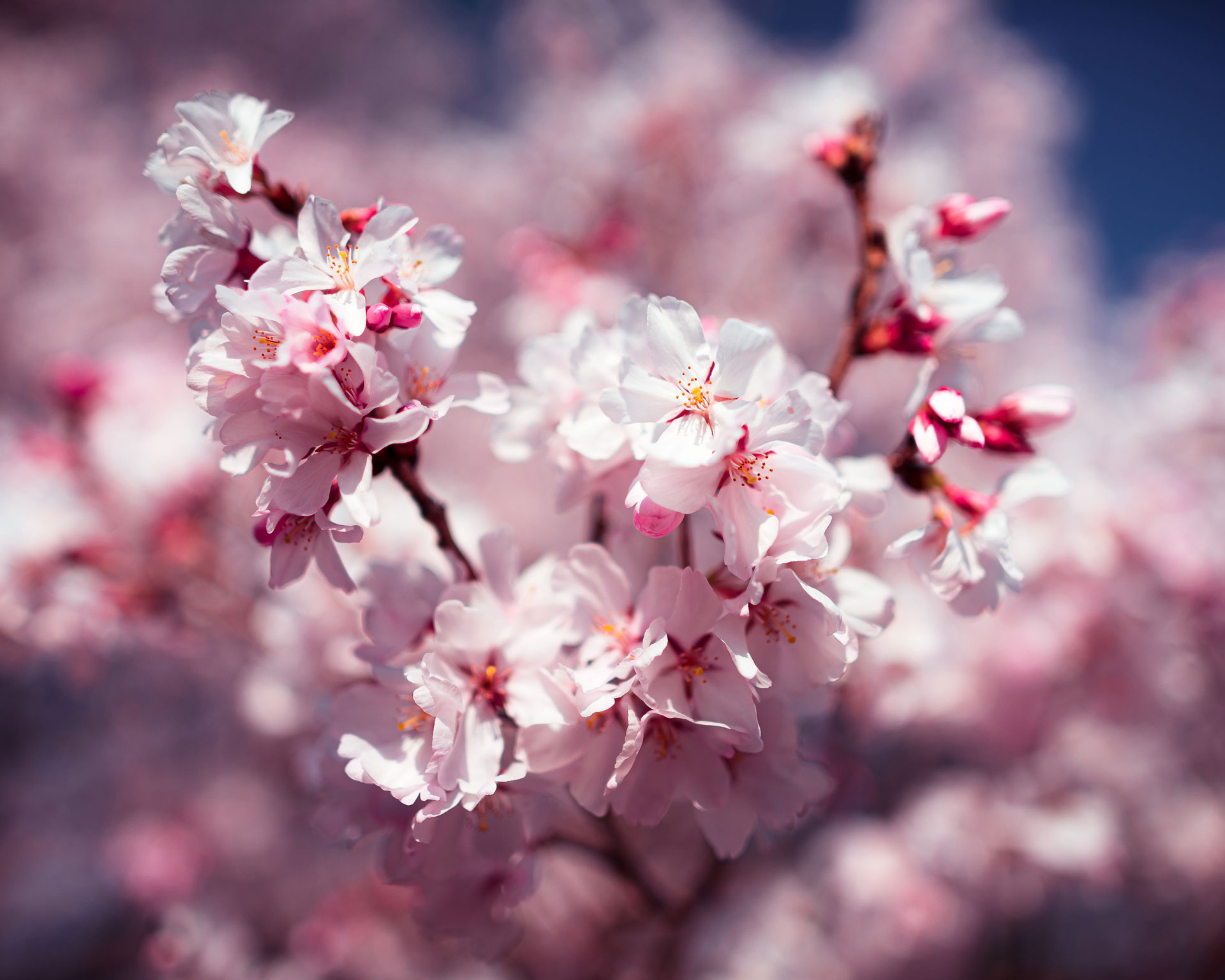 Cherry-Blossoms-Sakura-Tokyo-DSC07745
